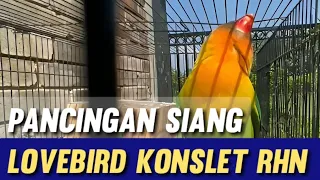 Download Pancingan siang lovebird Konslet RHN SALATIGA MP3
