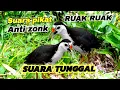Download Lagu SUARA BURUNG RUAK RUAK TUNGGAL 100% AMPUH SUARA JERNIH