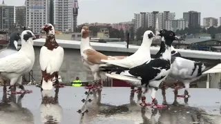 حمام للبيع بتركيا صاحبن تركي للتواصل مع صاحبها الرابط اسفل الفيديو 