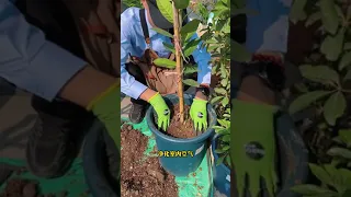 一定要在家種植一棵檸檬樹 體驗一次那種果實掛滿枝頭的喜悅 檸檬樹 綠植花卉 家庭種植 