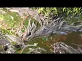 Download Lagu ternyata seperti ini ikan sidat berkembang biak dan bermigrasi