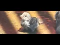 Chickadees just Wanna Have Fun Fluffy Chickadees Take a Bath