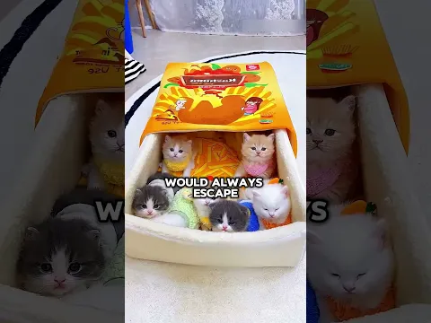 😂🐱 This Cat Hotel Turned Into Total Chaos! #shorts #cats