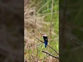 Download Lagu Grey-headed kingfisher. 4K-UHD Video, BIRDS VIDEO , Tanzania
