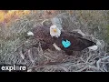 Fraser Point Bald Eagle Nest 2 powered by EXPLORE org