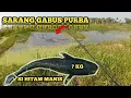 Download Lagu NGERI..!!! NYARIS TAK PERCAYA DI SPOT INI ADA IKAN GABUS PURBA‼️CASTING IKAN GABUS