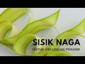 Download Lagu cara membuat hiasan penjor ( gelungan sisik naga )