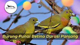 Download Suara Burung Punai Betina Durasi Panjang MP3