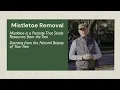 Identifying and Dealing with Mistletoe Infestation in Trees The Parasite and Its Impact