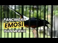Download Lagu MURAI BATU GACOR FULL ISIAN TEMBAKAN MEWAH Cocok Untuk PANCINGAN Murai Batu Agar EMOSI BONGKAR ISIAN