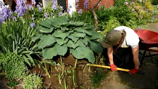 Moving a HUGE hosta