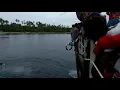 Download Lagu Aksi anak-anak Kofiau lompat dari kapal perintis.