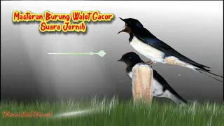 great master swallow gacor clear voice