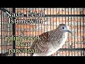 Download Lagu Nada Lelah Istimewah Paling Cocok Buat Pancingan
