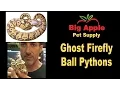 Ghost Firefly Ball Pythons For Sale Buy at Big Apple Pet with Same Day Shipping