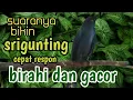 Download Lagu bikin srigunting cepat respon birahi dan gacor@YusRoni-uj1yr