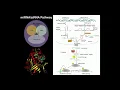 Download Lagu RNAi: Gene Regulation via miRNAs \u0026 siRNAs