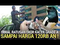 UPDATE HARI INI ! OBRAL KACER RATUSAN EKOR  TERMURAH 120RB AN PASAR BURUNG PRAMUKA LEWAT DULU