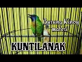 Lagu BURUNG KINOI ISIAN KUNTILANAK | KINOY GACOR | KINOY MATERI MEWAH