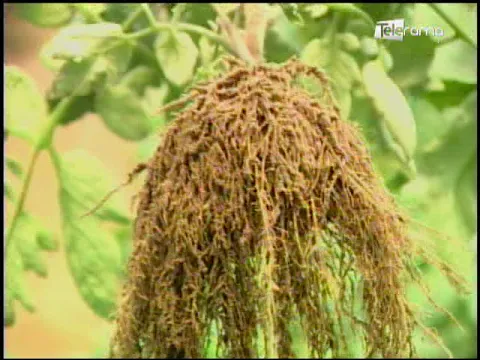 Ecuador Agropecuario 02-07-2018