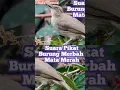 Download Lagu Suara Pikat Burung Merbah Mata Merah
