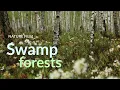 Swamp forests