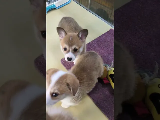 動画