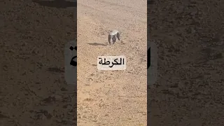 هجوم غرير العسل الشرس علينا في بادية الانبار مقناص العراق اكسبلور صيد 