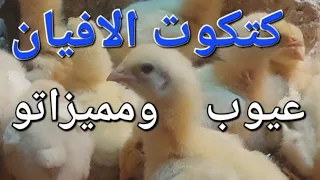 عيوب ومميزات  كتكوت الافيان    دندنها