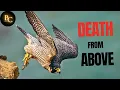How Peregrine Falcon Strikes Like a Missile