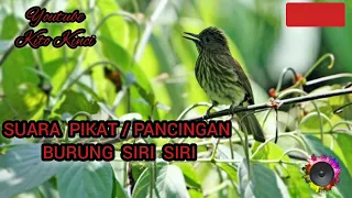 Download SUARA PIKAT BURUNG SIRI SIRI MP3