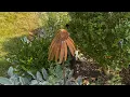 TEMU Garden Favorites Show Tell Around the Garden