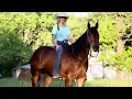 Little Man selling on Platinum Equine Auction