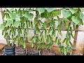 Download Lagu Grow cucumbers vertically with organic fertilizer from eggshells | High yield, lots of fruit