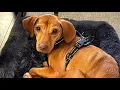 Charlie s Angels - Dog lost after accident found by team of volunteers and drone pilots