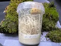 Download Lagu Beastie Room Fruit Fly Cultures and how we make them