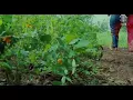 MUSIC FLAVOUR - NNEKATA OFFICIAL VIDEO