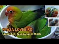 Lagu NYASA LOVEBIRD - AGAPORNIS LILIANAE NYASA