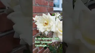 Білі троянди квіти україни Flowers Rose 