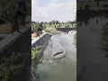 Download Lagu BIKIN HEBOH! RAME-RAME KEPUNG IKAN LELE RAKSASA DI SUNGAI PINGGIR SAWAH #fishing #crazyfishing