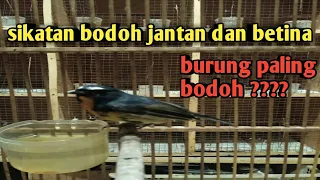 Download burung sikatan bodoh jantan dan betina MP3