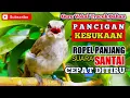 pancingan paling di sukai ! trucukan gacor Ropel panjang suara SANTAI guru vokal Trucuk bahan