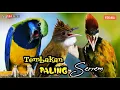 Download Lagu TEMBAKAN  PALING SEREM  KASAR PANJANG || cungkok ,cucak jenggot ,pelatuk bawang