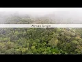 Download Lagu African Jungle sound effects library - nature and wildlife sounds from the Congo rainforest