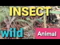 Download Lagu INSECT | Animal | ALIFE  WILD