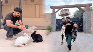 Murgy K badly Sabatain Meri Rabbits Le K Bhag Gea😳