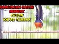 Download Lagu Tembakan Murai Batu isian CILILIN,KAPAS TEMBAK cocok memancing GACOR langsung BONGKAR MATERI