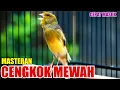 Download Lagu KENARI LAGU ISTIMEWA, MASTERAN KENARI AMPUH CEPAT MASUK