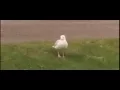 Download Lagu Bird dancing to Maniac