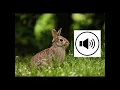 Download Lagu Bunny sound 🐰